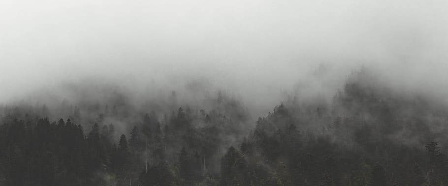 fog, trees, landscape, nature, forest, woods, clouds, outdoors, environment, climate