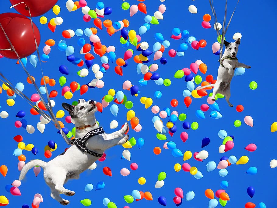 two, white-and-black dog, floating, balloons, blue, sky, spassfototo, dog, colorful, colorful balloons