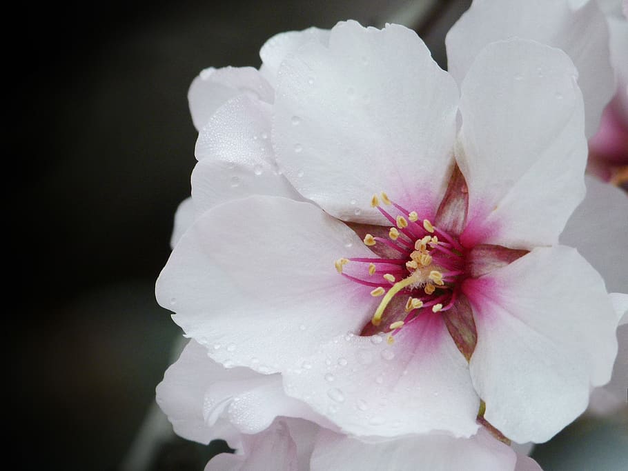 almond tree, almond flower, rocio, drops, moisture, fresh, flower, plant, nature, petal
