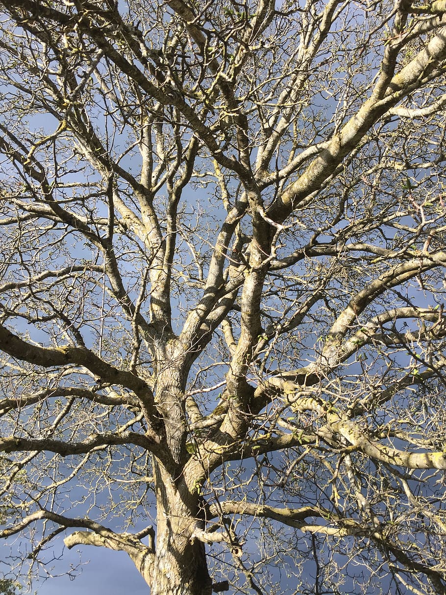 tree, branch, wood, landscape, nature, walnut, sky, plant, low angle view, bare tree