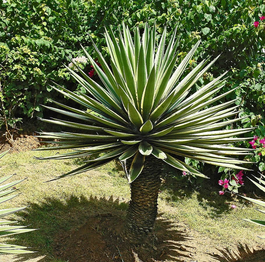 agave, plant, grün weiß, nature, tree, growth, day, land, beauty in nature, sunlight