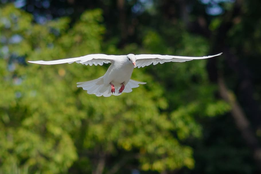 白, 鳩, 飛行, 空気, 緑, 木, 鳥, 飛ぶ, 翼, 自然
