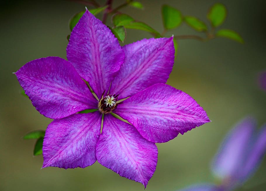 flower, clematis, purple, macro, nature, plant, tickets, botanical, garden, flowering plant