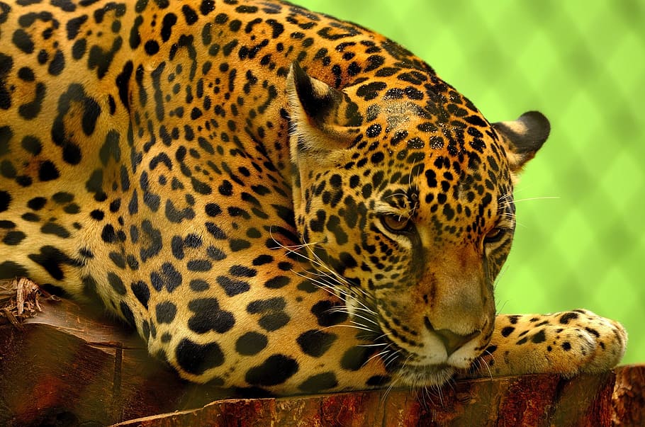 leopard, lying, wood, jaguar, big cat, carnivore, feline, resting, portrait, fur