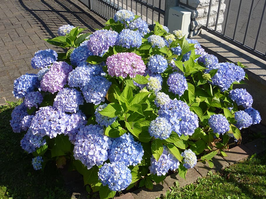 hydrangea, greenhouse hydrangea, violet, flower, flowering plant, fragility, nature, vulnerability, beauty in nature, plant