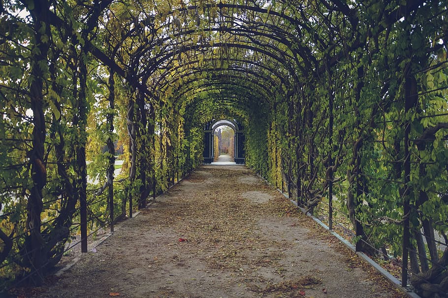 green, black, garden arch, garden, path, way, tunnel, park, leaves, walk