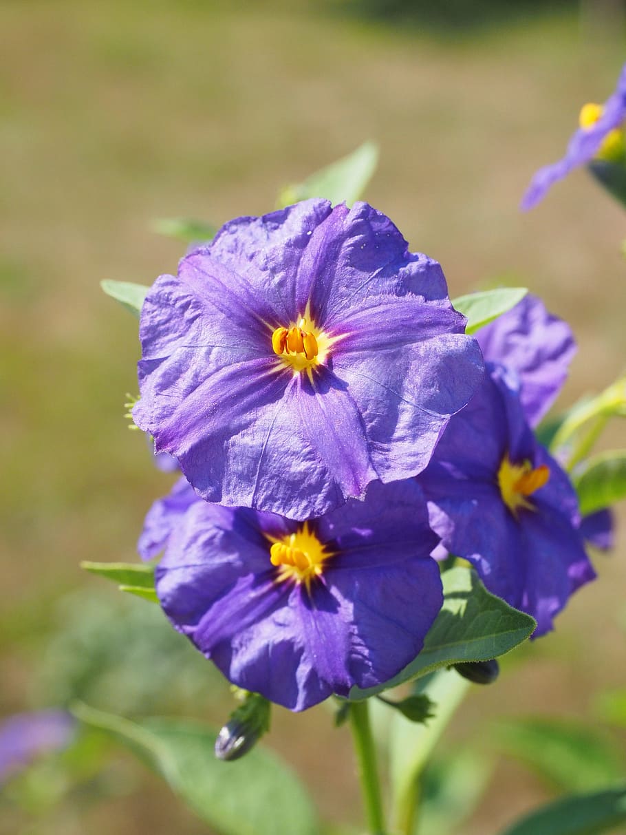 blossom, bloom, violet, bush, purple, blue violet, lycianthes rantonnetii, solanum rantonnetii, lycianthes, nachtschattengewächs