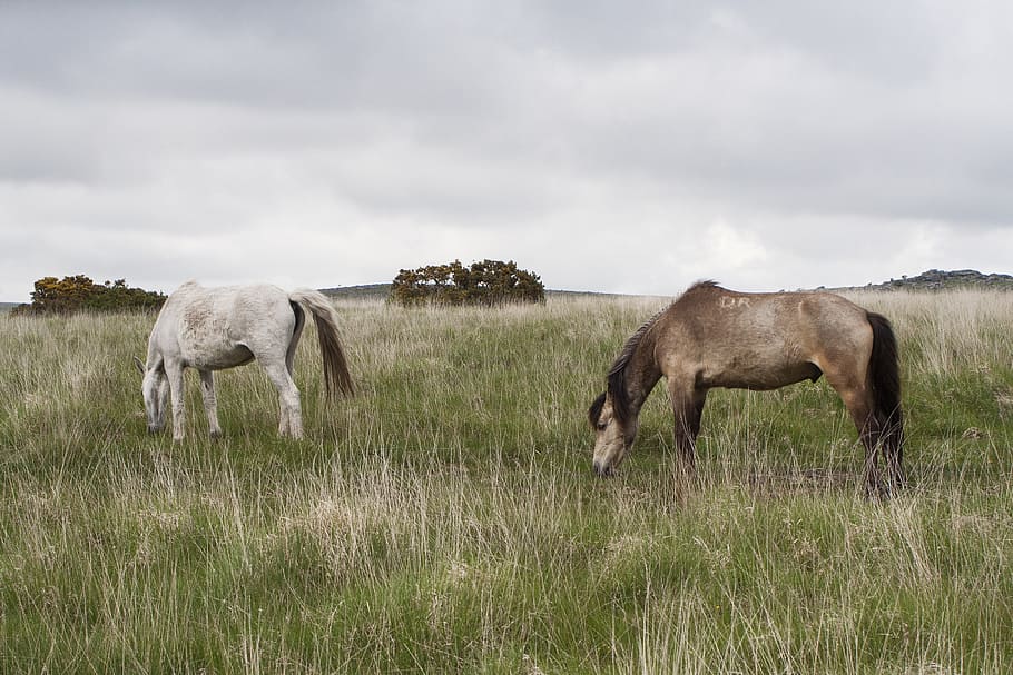 Dartmoor, pony, caballo, Devon, salvaje, Inglaterra, marrón, páramo, melena, naturaleza