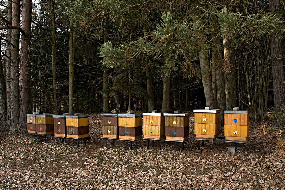 apiary, forest, breeding of honey bees, trees, the edge of the forest, tree, plant, nature, land, trunk