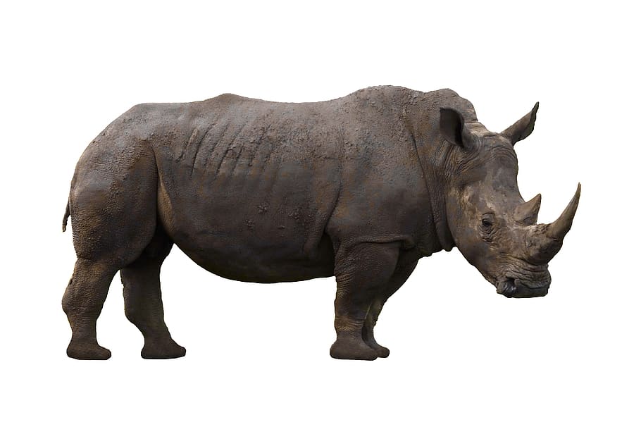 rhinoceros, animal, rhino, africa, horn, wild, safari, endangered, dangerous, wildlife