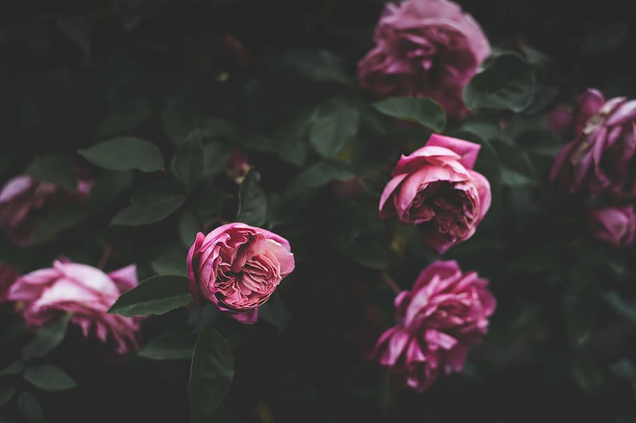 fotografi jarak dekat, merah muda, mawar, gelap, daun, tanaman, alam, bunga, tanaman berbunga, keindahan di alam