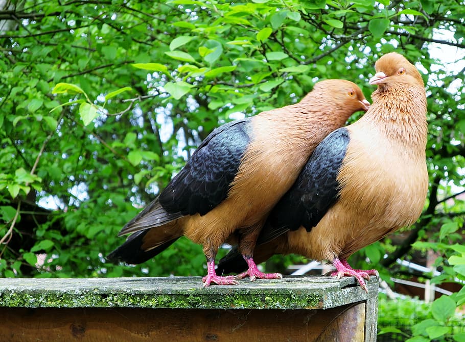 lovebirds, pigeons, pigeon pair, house animal farm with scattered mill, bird, animal, beak, nature, feather, outdoors