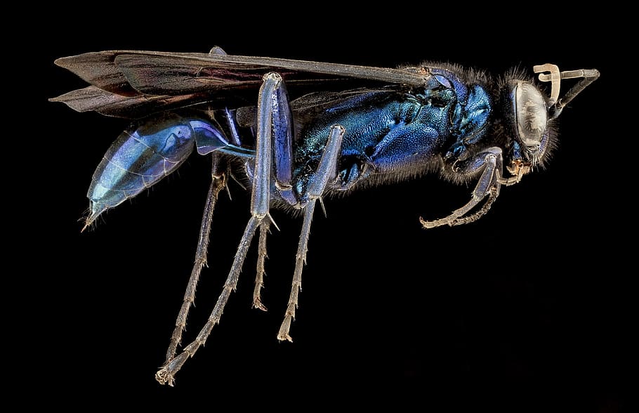 blue mud wasp, dauber, insect, macro, profile, mounted, iridescent, wildlife, nature, wings