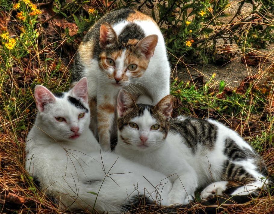 três gatos malhados, gatos, três, doméstico, animal de estimação, bonitinho, mamífero, retrato, engraçado, adorável