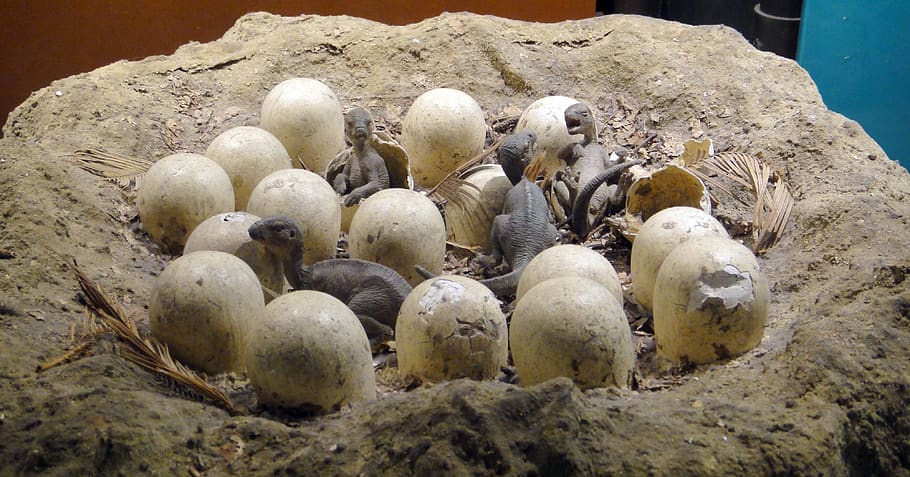 huevos, dinosaurio, modelo, prehistórico, jurásico, nido, eclosión, extinto, historia, museo