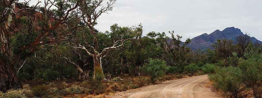 outback australia, gamas de flinders, remoto, árboles muertos, árido, montañas, rústico, seco, panorama, escénico