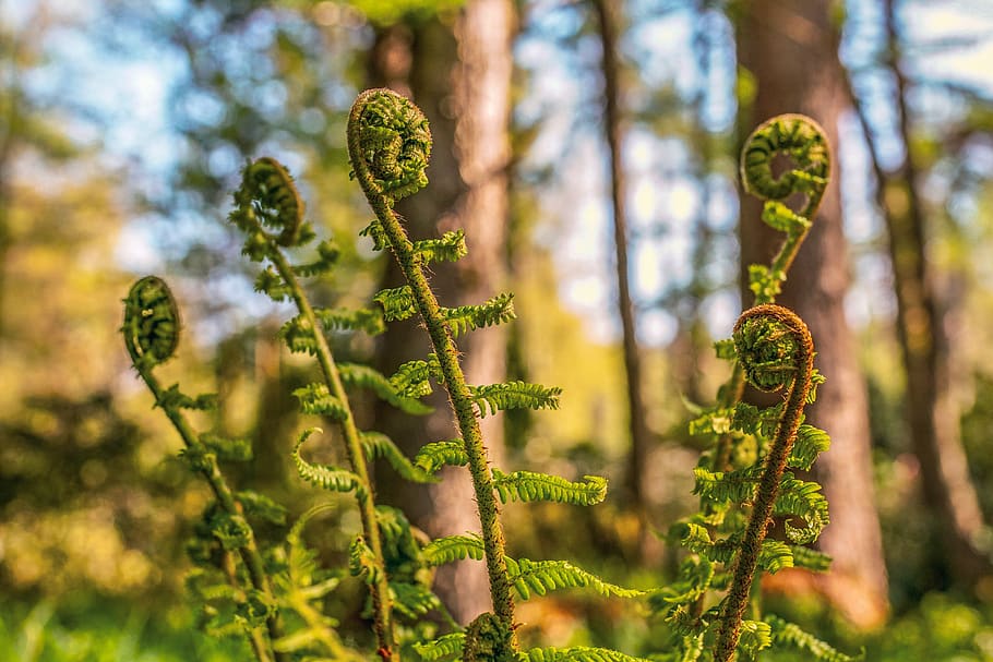 fern, unroll, green, forest, nature, growth, unfold, mood, atmospheric, lighting