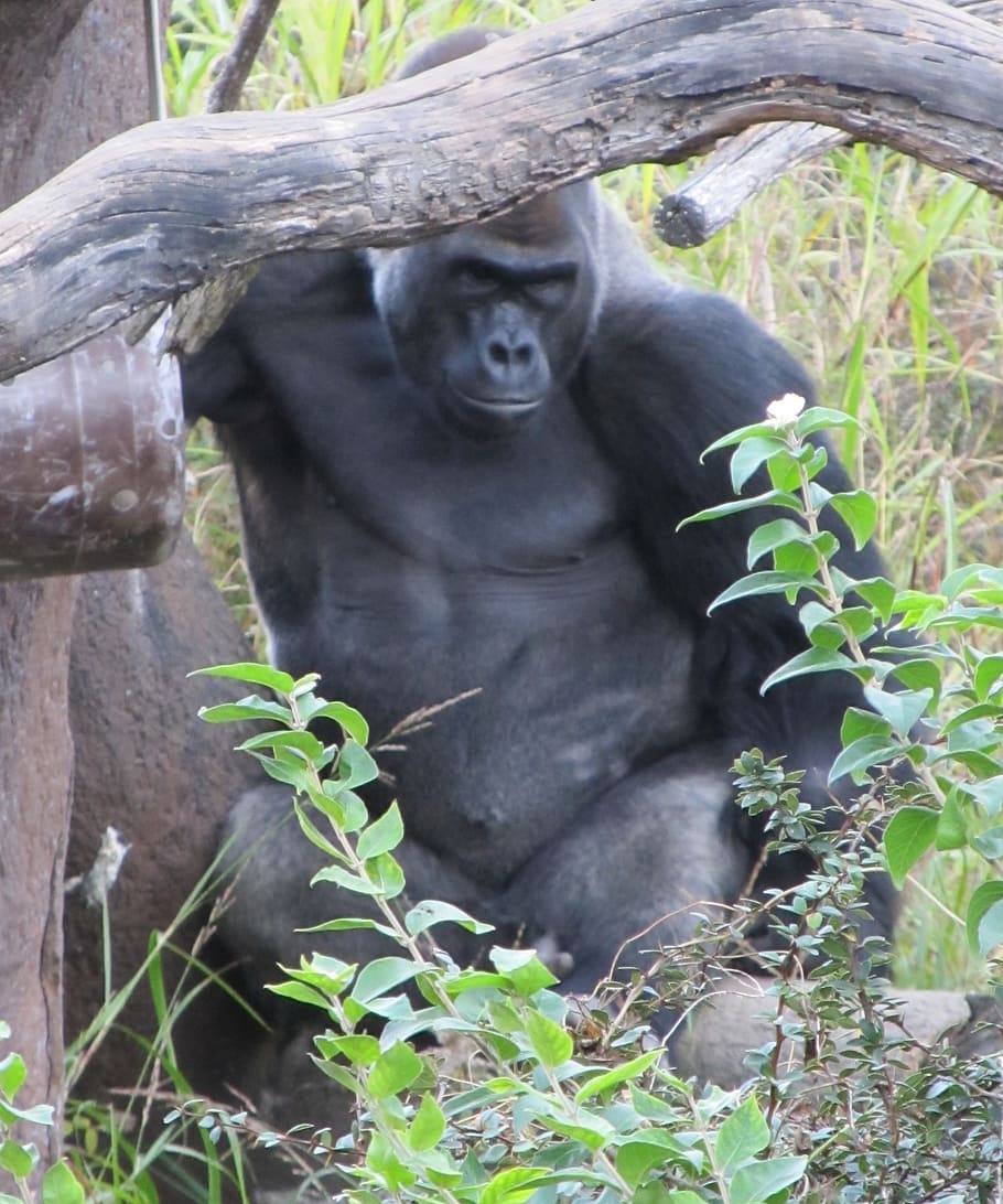 gorilla, staring, looking, observing, watching, sitting, zoo, animal, primate, ape