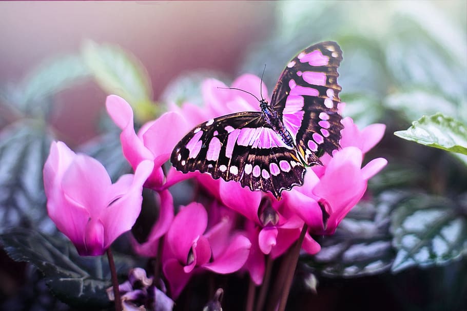 black, pink, butterfly, petaled flower, pink butterfly, pink flowers, flower, nature, plant, garden