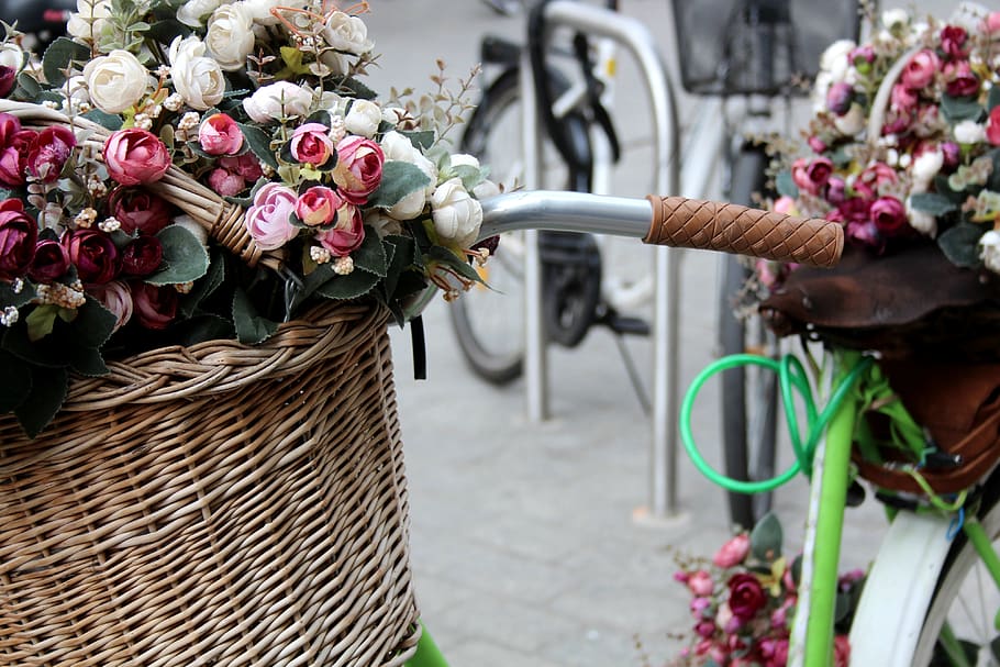 krakow, bunga, sepeda, sampah, vintage, rosa, mawar, setang, tanaman berbunga, keranjang
