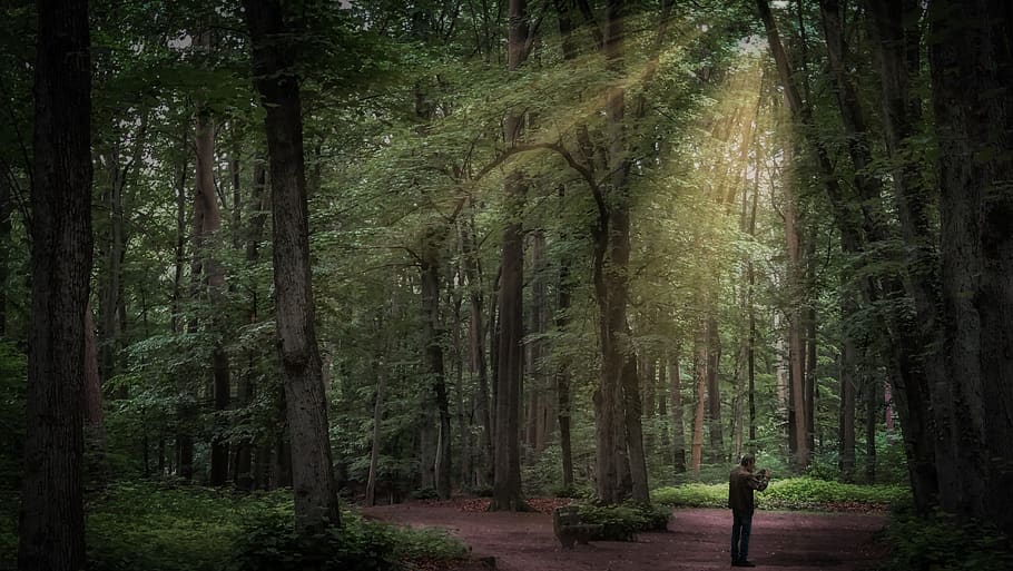 Forest sunlight.