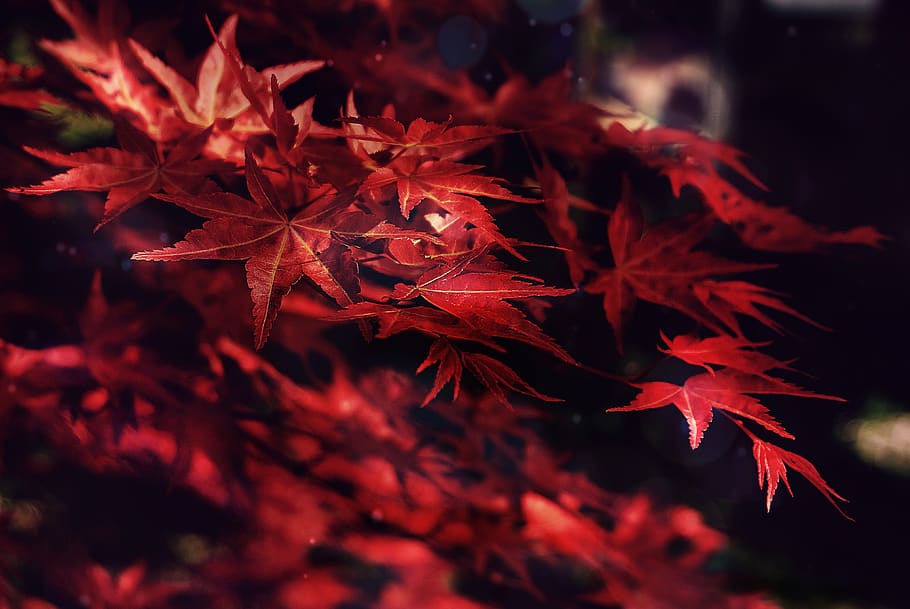 maple, leaves, trees, forest, nature, outdoors, hiking, foliage, autumn, red