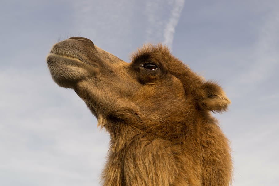 low, angle photography, brown, camel, closeup, photography, animal, one animal, animal body part, animal themes