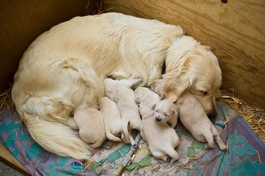 puppies, golden, retriever, cute puppy, dog puppy, dog, purebred dog, golden retriever, young, hundeportrait