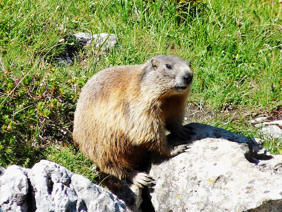 marmot, dachstein, mountain meadow, animal themes, animal, animal wildlife, one animal, mammal, animals in the wild, nature