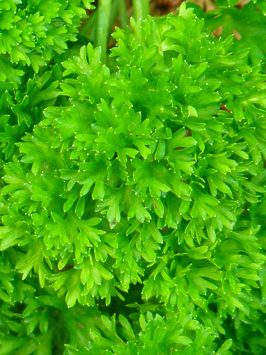 parsley, green, spice, herb garden, herbs, beterli, federsielli, felswurz, gartenaeppich, curled parsley herb