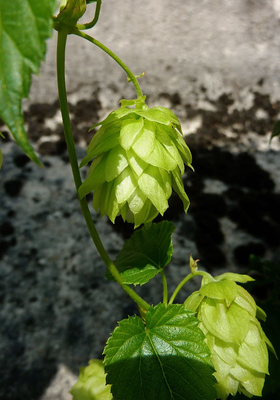 hops, beer, umbel, brew, hopfendolde, hops fruits, hallertau, harvest, climber, beer brewing