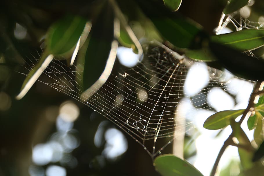 cobweb, green, tree, nature, web, macro, natural, summer, morning, spider