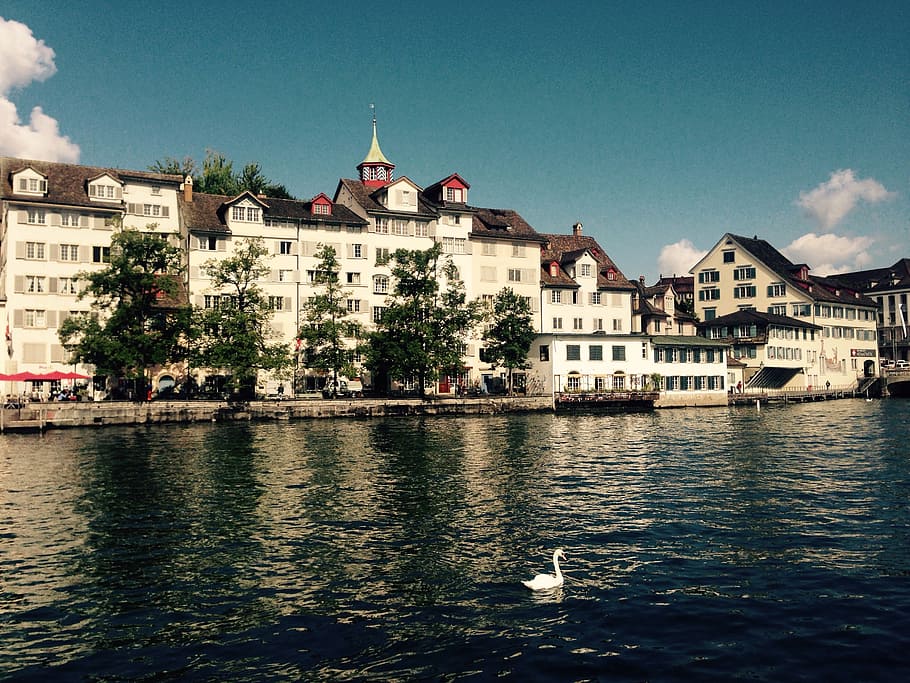 Zurich, Lindenhof, Suiza, río, agua, cisne, pájaro, cantón, otoño, primavera