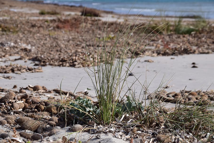 Beach, Coast, Bank, Sea, Sand, Seaweed, grass, close, water, mediterranean