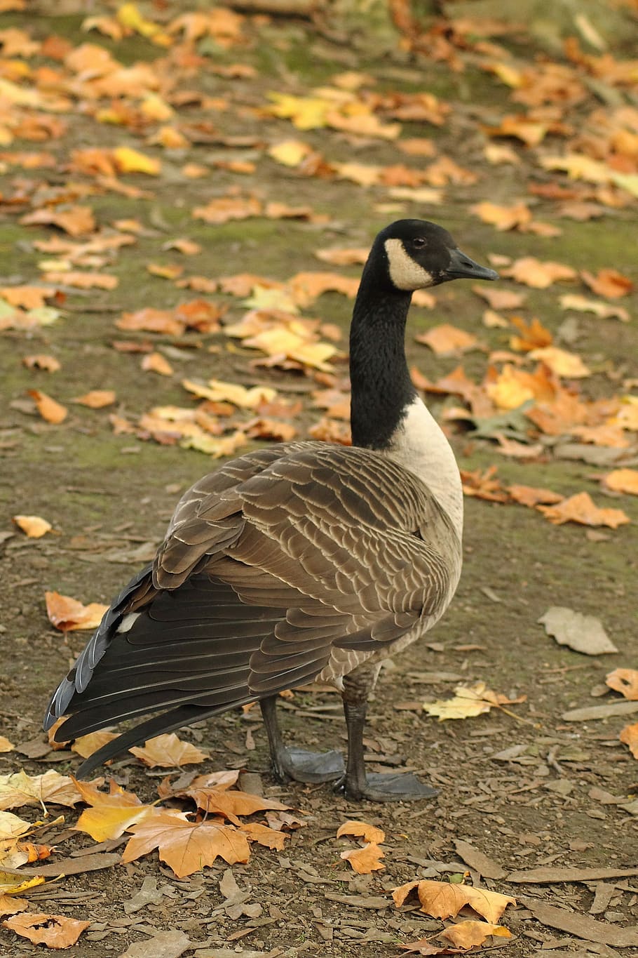 Canada Goose, Wild Goose, Water Bird, branta canadensis, bird, goose, stand, plumage, autumn, nature