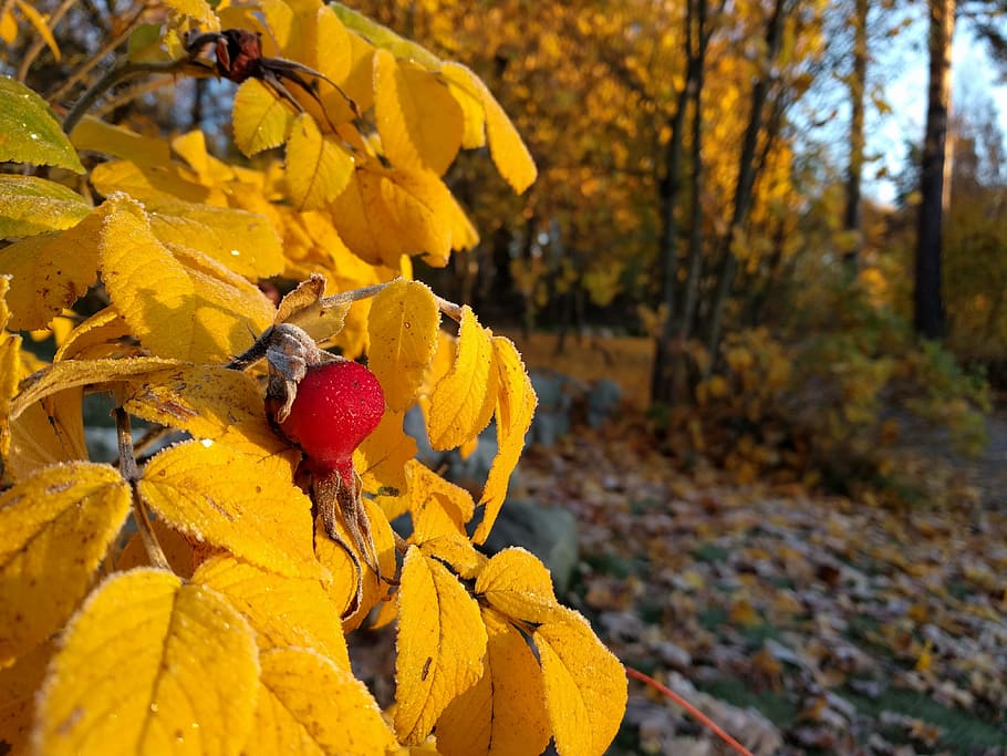 autumn, yellow, berry, fall colors, autumn leaves, rose hip, autumn mood, frost, sunny, leaf