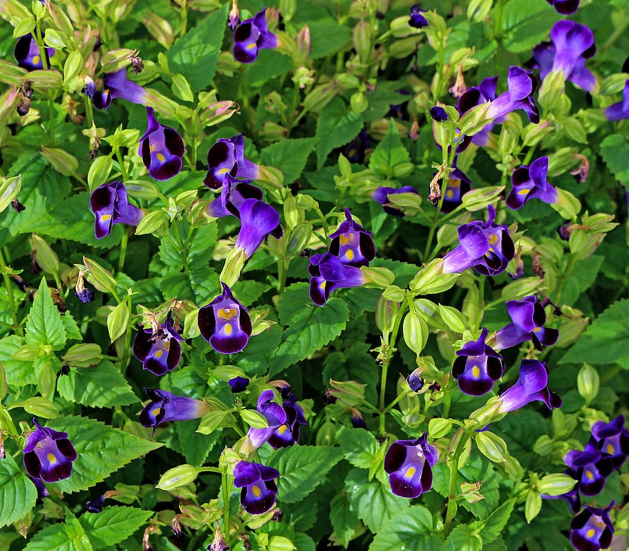 flores violetas, jardín, planta, violeta, verde, flor morada, parte de la  planta, hoja, crecimiento, planta floreciendo | Pxfuel