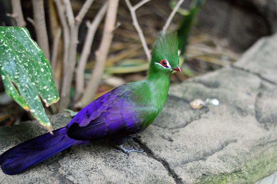 selective, focus photography, tragopan pigeon, exotic, green crested turaco, bird, fly, wings, feather, wildlife