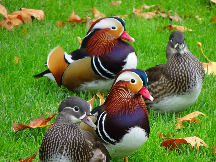 duck, drake, mandarin ducks, autumn, grass, colorful, waterfowl, poultry, exotic, male