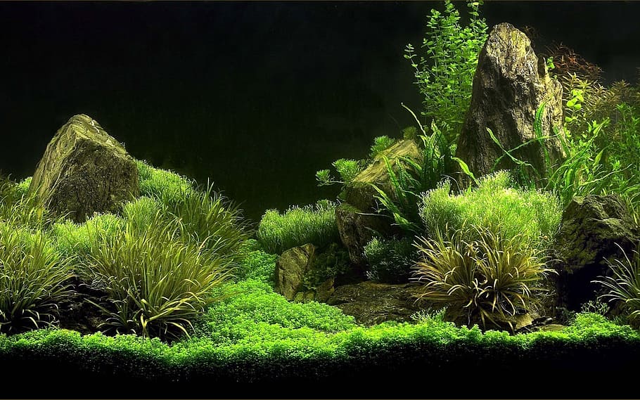 acuario, peces, cuidado de peces, imagen, la pantalla inferior, planta, crecimiento, color verde, árbol, naturaleza