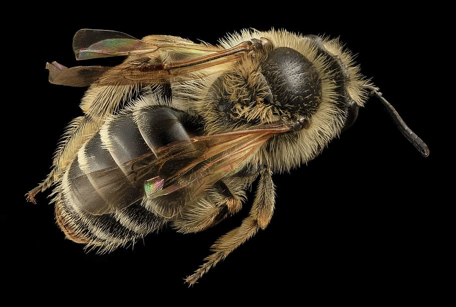foto makro, lebah madu, lebah, serangga, makro, dipasang, margasatwa, alam, andrena nida, serbuk sari