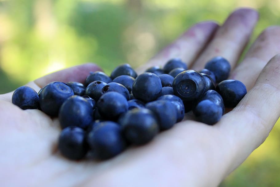 blueberry, palm, berry, forest berries, blueberries in the palm of your hand, closeup, food, sweets, useful, summer
