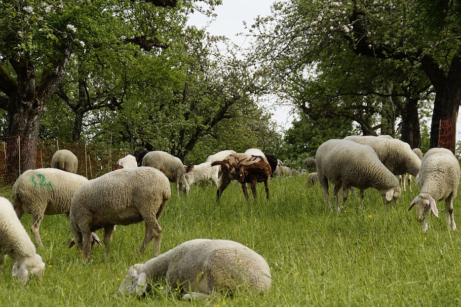 sheep, sheep pasture, orchards, graze, reject, swabian alb, flock of sheep, eat, plant, mammal
