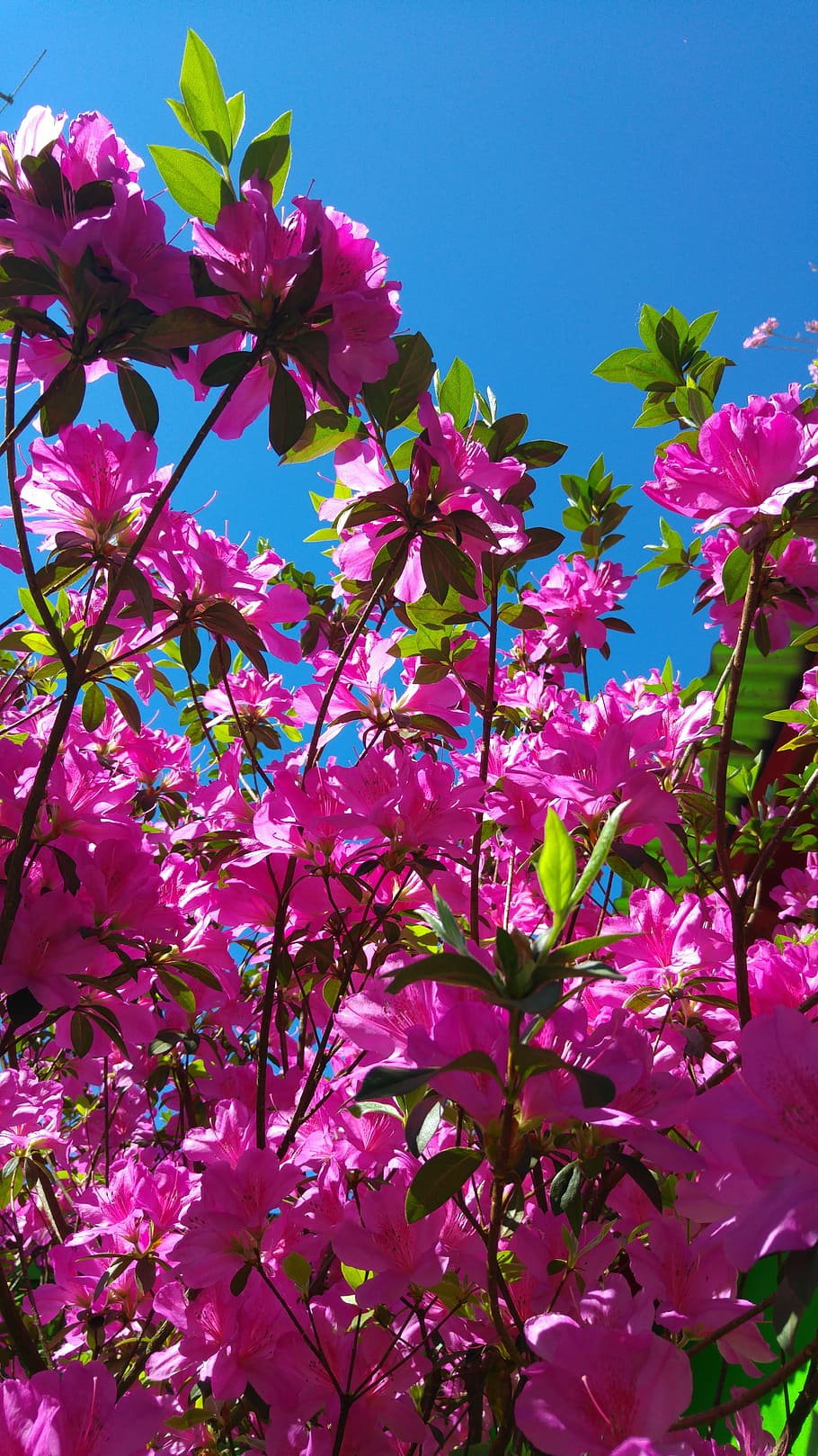 azalea, flor, rosa, cielo, azul, naturaleza, color rosa, planta, primavera,  al aire libre | Pxfuel