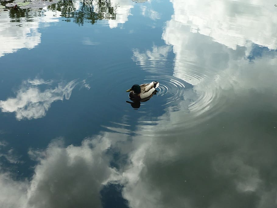 white, black, mallard duck, floating, water, duck, heaven, reflection, shine, reflections