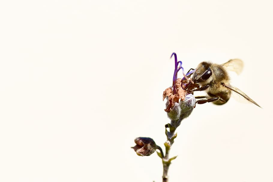 bee, honeybee, pollen, pollination, nature, garden, flower, lavender, spring, plant