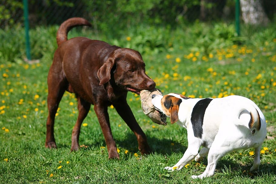 two, dogs, biting, brown, toy, outdoor, daytime, labrador, retriever, dog