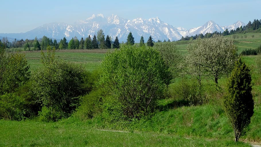 tatry, mountains, landscape, the high tatras, spring, nature, plant, tree, tranquil scene, beauty in nature