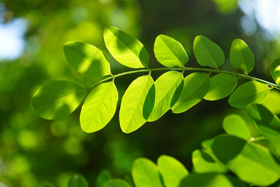 selective, focus photography, green, leaves, common maple, leaf, robinia, leaf veins, filigree, leaf structures