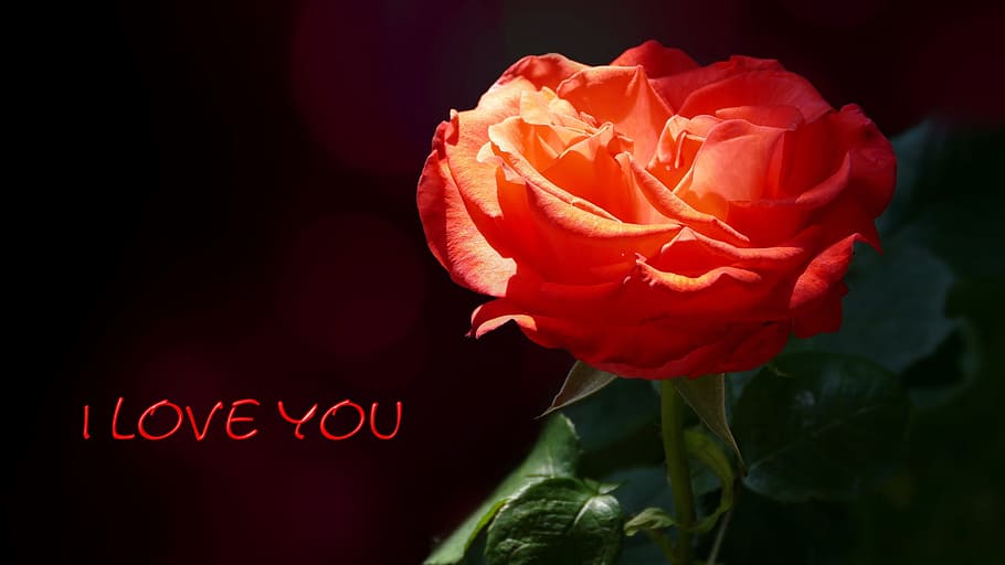 赤 バラ 私は愛 テキストオーバーレイ 愛 私はあなたを愛して バラカード 地図 黒の背景 バラの花 Pxfuel